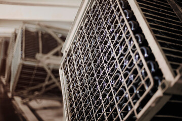 Champagne bottles in process of remuage