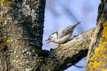 Small White-breasted nuthatch firaging for food on a tree branch in the winter monring
