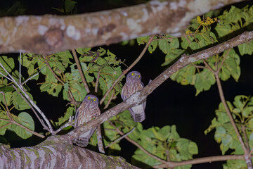 Andaman hawk-owl (Ninox affinis) or Andaman boobook at South Andaman, India