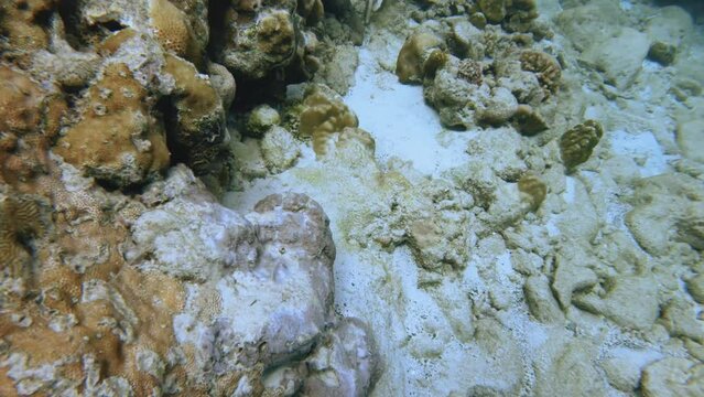 underwater close up view of Acropora verwei tenuis mountainous star coral colony gathered on the seabed bottom floor with white sand in the ocean blue sea salt water underwater world during day time