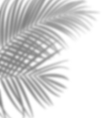 Obraz premium Plant shadow