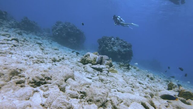swim around moving forward movement look out to a female scuba diver on top far away from bottom sea bed with coral stone and rock and fish in the ocean blue sea salt water world during day time