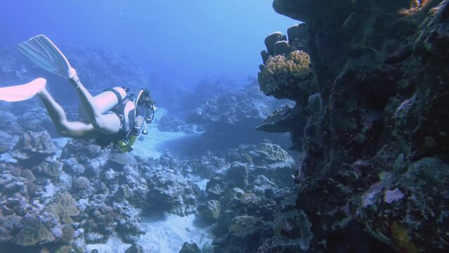 close up of underwater view of a female woman scuba diver swimming wearing diving gear equipment of bcd regulator fin and mask around Orbicella faveolat mountainous star coral colony at the ocean sea