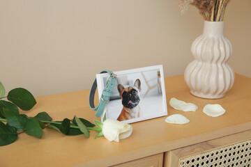 Frame with picture of dog, collar and rose flower on cabinet in room. Pet funeral