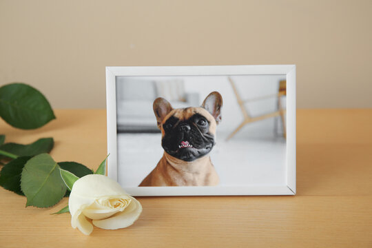 Frame with picture of dog and rose flower on wooden table against color wall. Pet funeral