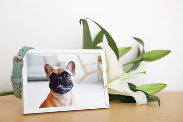 Frame with picture of dog, collar and lily flowers on wooden table near light wall. Pet funeral