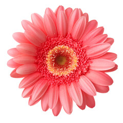 red gerber daisy
