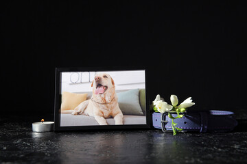 Frame with picture of dog, collar, burning candle and flowers on dark background. Pet funeral