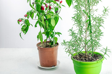 Rosemary and blooming Bird's eye chili with ripe pepper fruits. Urban farming concept