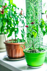 Blurred photo of rosemary and blooming Bird's eye chili with ripe pepper fruits on the windowsill
