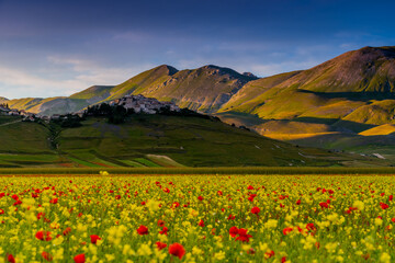 Castelluccio of Norcia blooming. Monti Sibillini National Park, Perugia district, Umbria, Italy,...