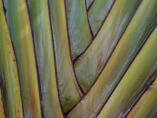 Background of green trunk close up