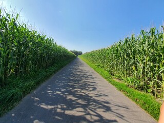 Bike path in austria between corn fields on a sunny day with copy space for text