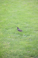 Sturnus vulgaris -Star