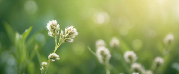 green wheat field - Powered by Adobe