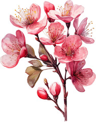 Cherry blossom flowers watercolor painting isolated on transparent background.
