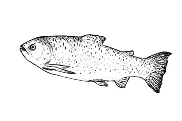 Fish trout sketch isolated on white background. Drawing of freshwater fish Salmoninae. Dish for fish restaurant, menu design.
