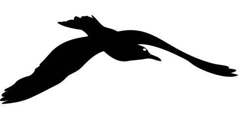 flying seagull in black