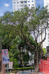 Normal Tree on the streets of sao paulo brazil