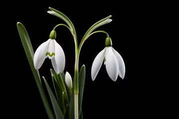 Fotobehang Lily of the valley flower isolated on a black background © Tarun