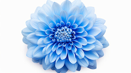 Blue chrysanthemum Flower on a white isolated background