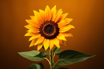 Obraz premium A beautiful sunflower