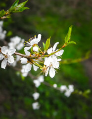 White wild apple tree in bloom.