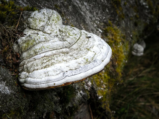 Close up of polypore on tree trunk. - obrazy, fototapety, plakaty