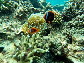 Fototapeta na wymiar View of amazing coral reef with clown fish in Philippines. High quality photo