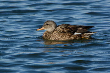 Female Gadwall (Mareca strepera) swimming
