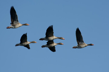 Greylag Geese (Anser anser) flying - obrazy, fototapety, plakaty