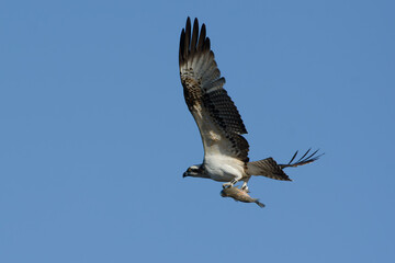 Western Osprey (Pandion haliaetus) holding a fish in flight