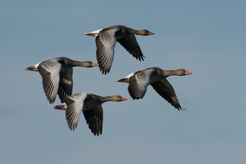 Greylag Geese (Anser anser) flying