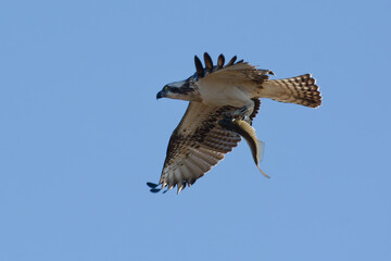 Western Osprey (Pandion haliaetus) holding a fish in flight