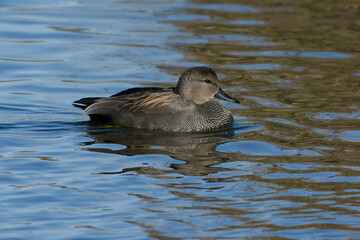 Male Gadwall (Mareca strepera) swimming