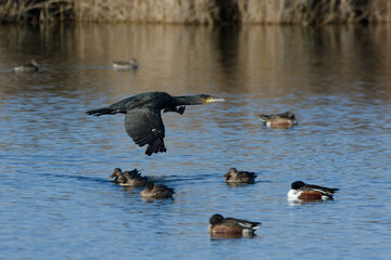 Great Cormorant (Phalacrocorax carbo) flying above the water