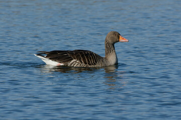 Fototapeta premium Greylag Goose (Anser anser) swimming