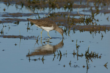 Green sandpiper (Tringa ochropus)