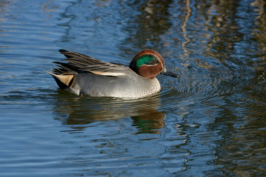 Male Eurasian Teal (Anas crecca) swimming