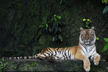 Close up Indochinese tiger is beautiful animal and dangerous in forest
