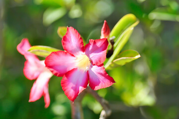 Desert rose, APOCYACEAE or Adenium obesum or Mock Azalea or Pinkbignonia or Impala lily or red bignonia