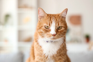 Fototapeta premium Cute cat at home, closeup