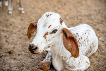 BEZERRINHO DE VACA GIR LEITEIRO 