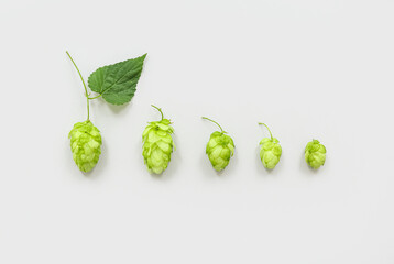 Fresh green hops with leaf on white background