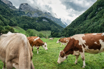 Fototapeta na wymiar Herd of cow grazing on pasture and swiss alps at Appenzell, Switzerland
