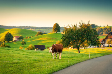 Scenic of peaceful village with lonely tree on hill and cows grazing in the morning at Hirzel,...