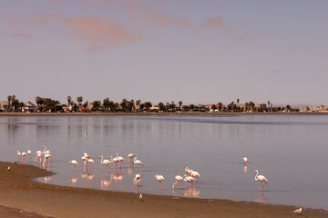 Flamingoes grace the edge of the lagoon, an important bird area, in Walvis Bay, Namibia.