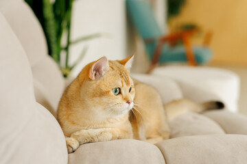 Funny Scottish Fold cat with beautiful big eyes. Beloved kitten playing in the natural atmosphere...