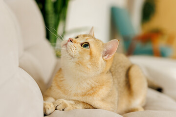 Funny Scottish Fold cat with beautiful big eyes. Beloved kitten playing in the natural atmosphere of home.  © KDdesignphoto