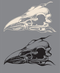 bird head skull hand draw illustration on grey background vector